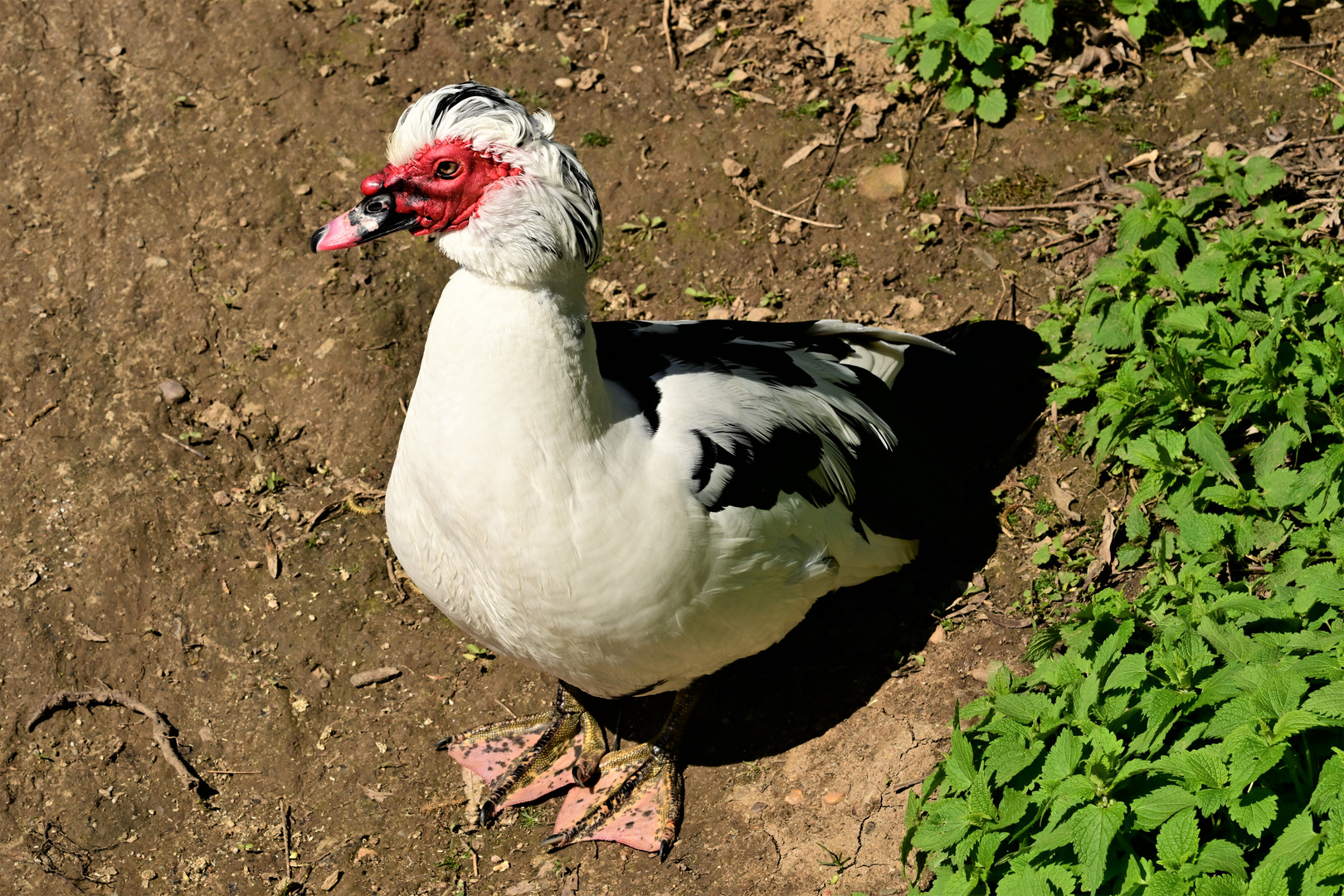 Natürliche Farben