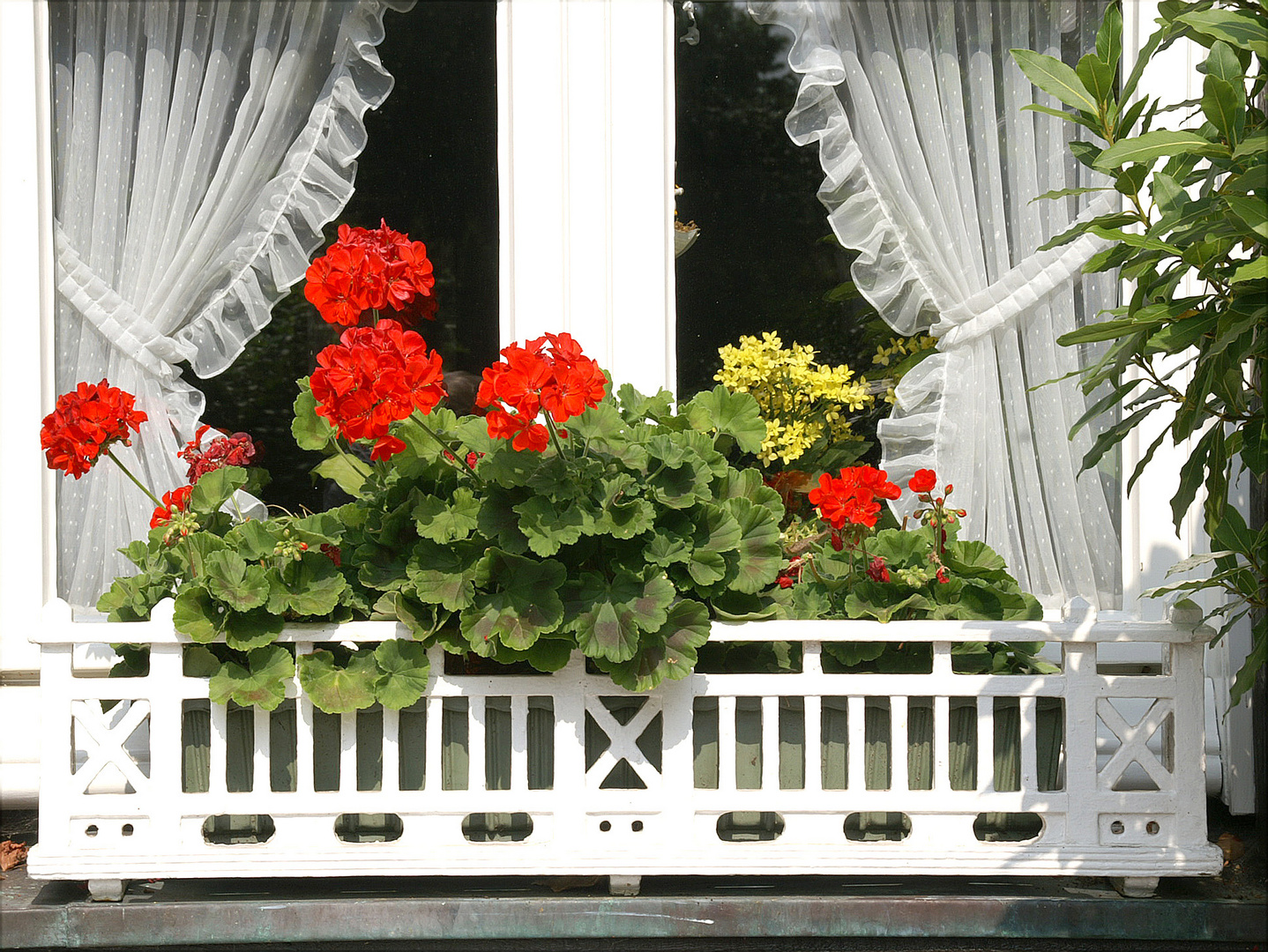 Natürliche Fensterdeko