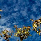 NATÜRLICHE FREIHEIT  - DER HERBST HAT LÄNGST SCHON BEGONNEN,