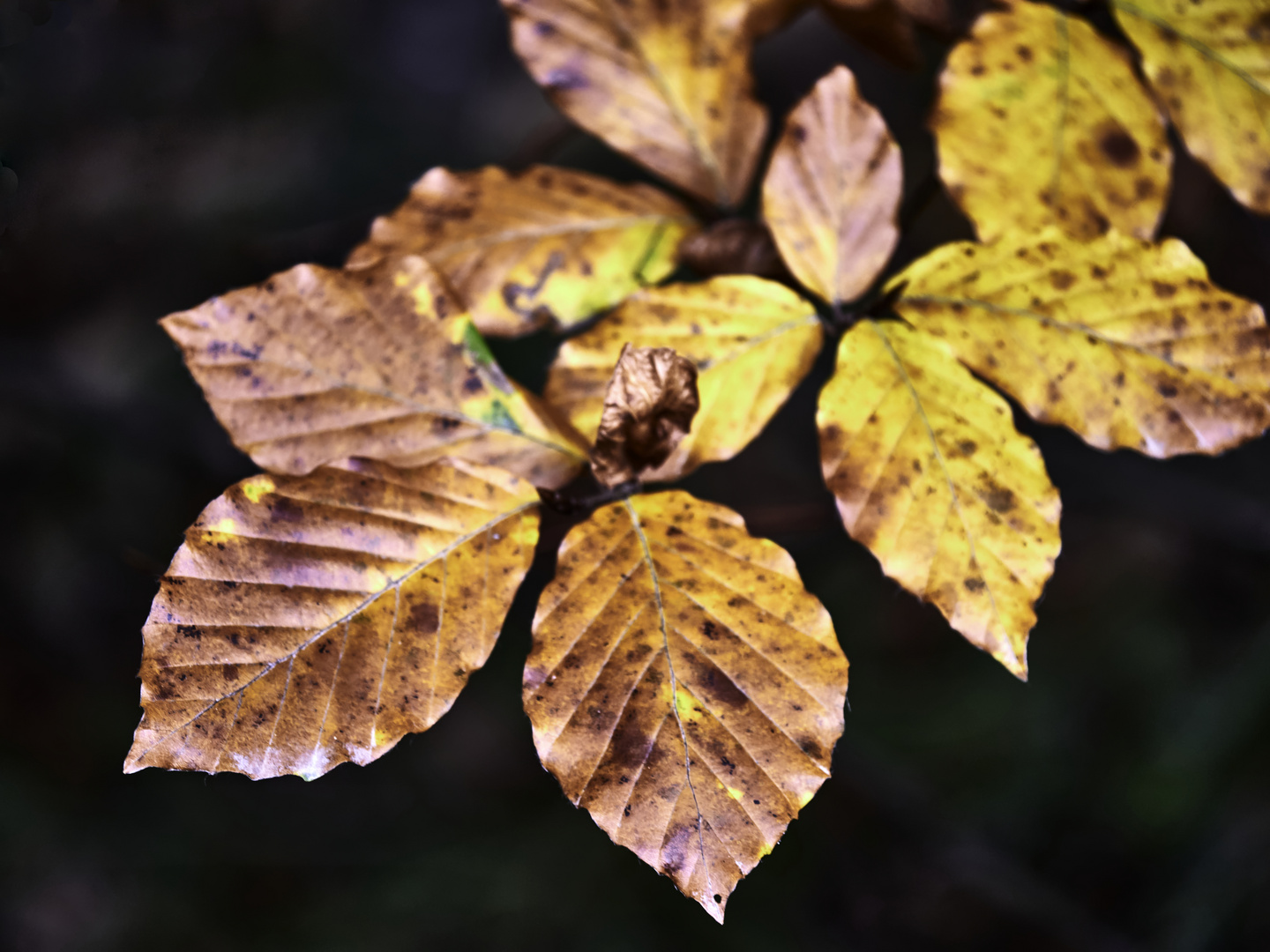 Natürliche Herbstblätter