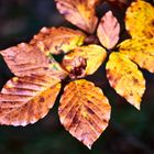 Natürliche Herbstblätter