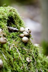 natürliche Kristbaumkugeln