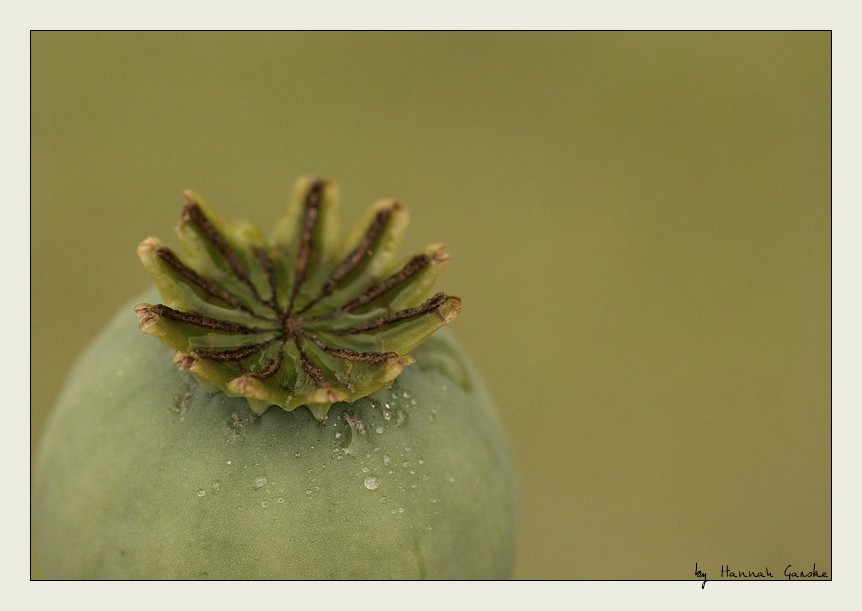 Natürliche Krone