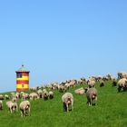 Natürliche Landschaftspflege