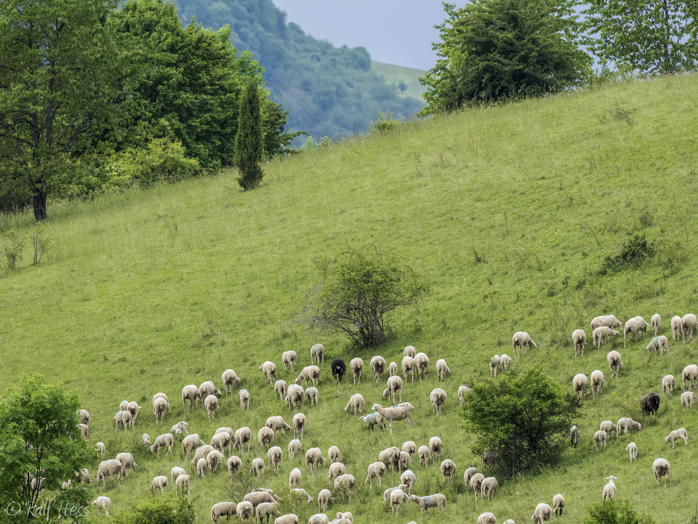 Natürliche Landschaftspflege