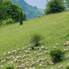 Natürliche Landschaftspflege