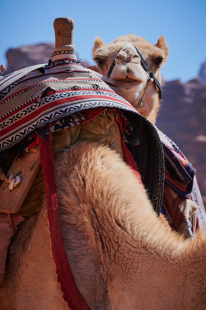 Natürliche Neugierde Foto & Bild asia, middle east, tiere Bilder auf