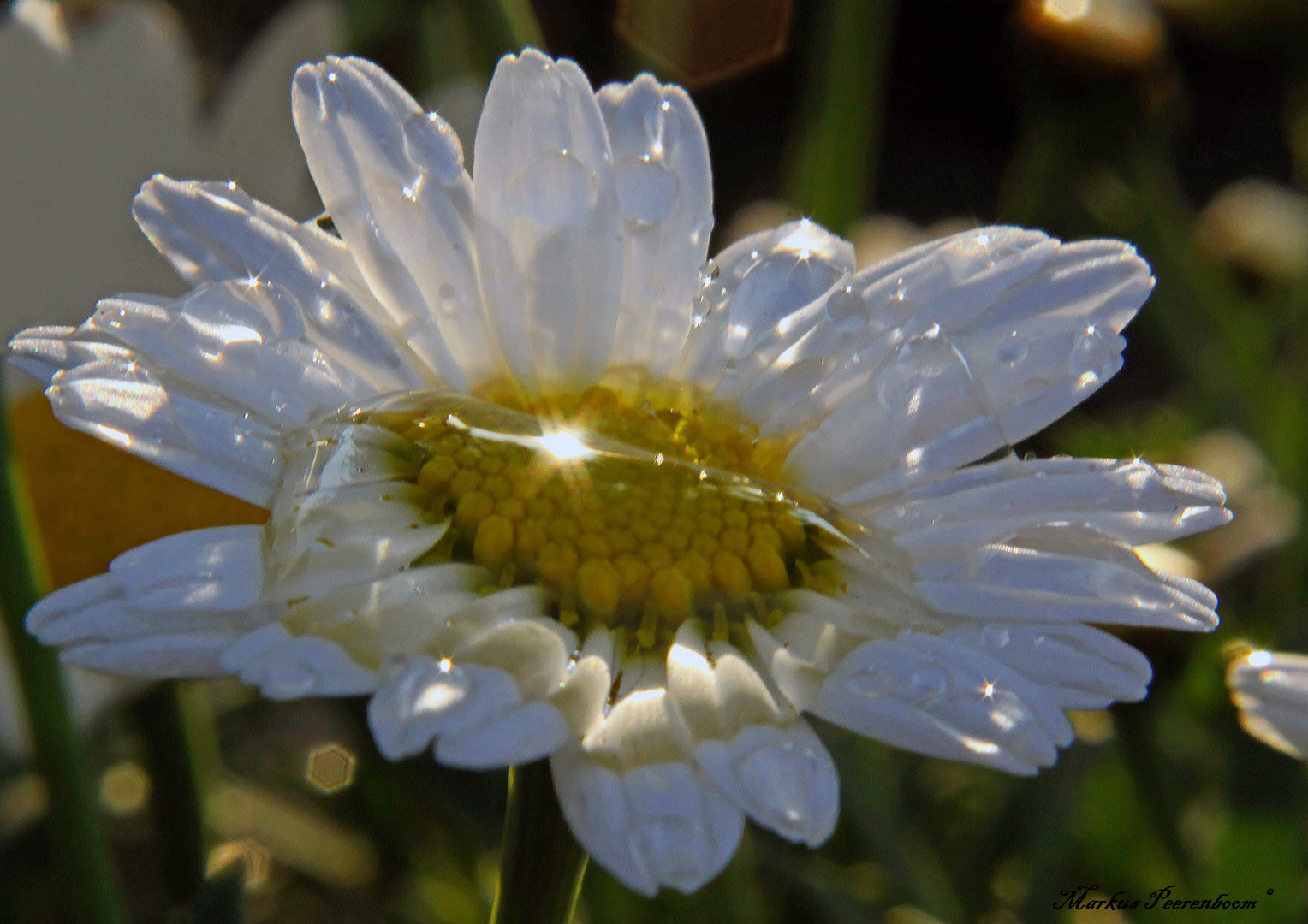 Natürliche optische Vergrößerung in einer Margaritenblüte