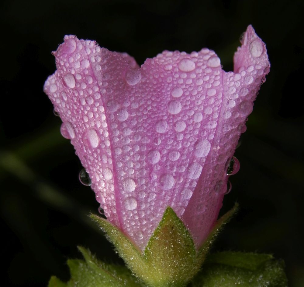 Natürliche Ordnung - Regentropfen auf einer Malvenblüte