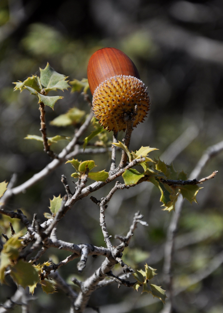 Natuerliche Schoenheit