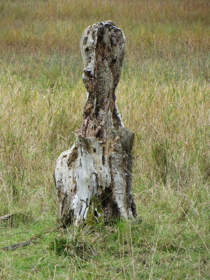 Natürliche Skulptur