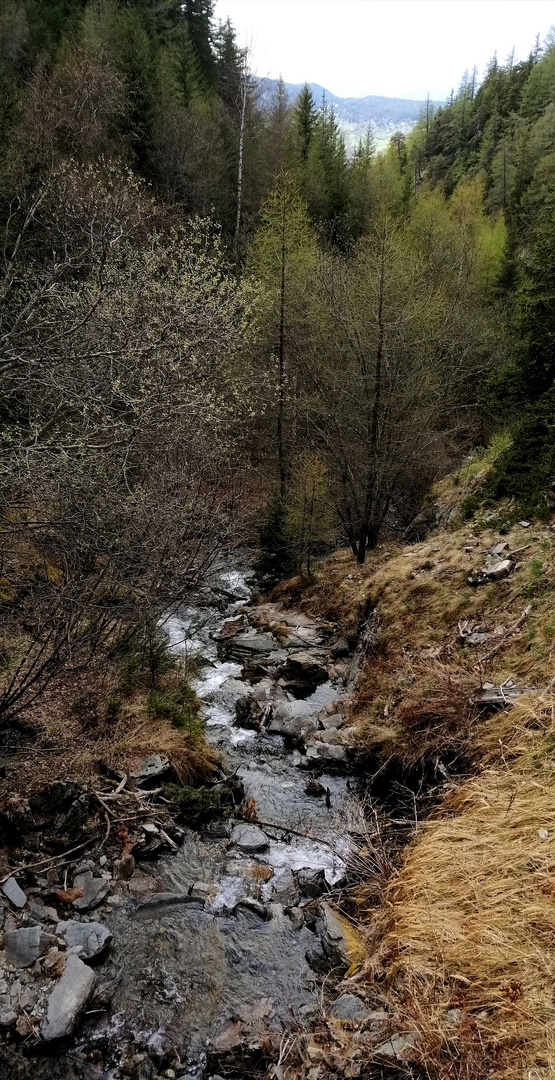 Natürliche Waldlandschaft 