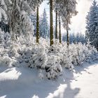 - natürliche Waldverjüngung -