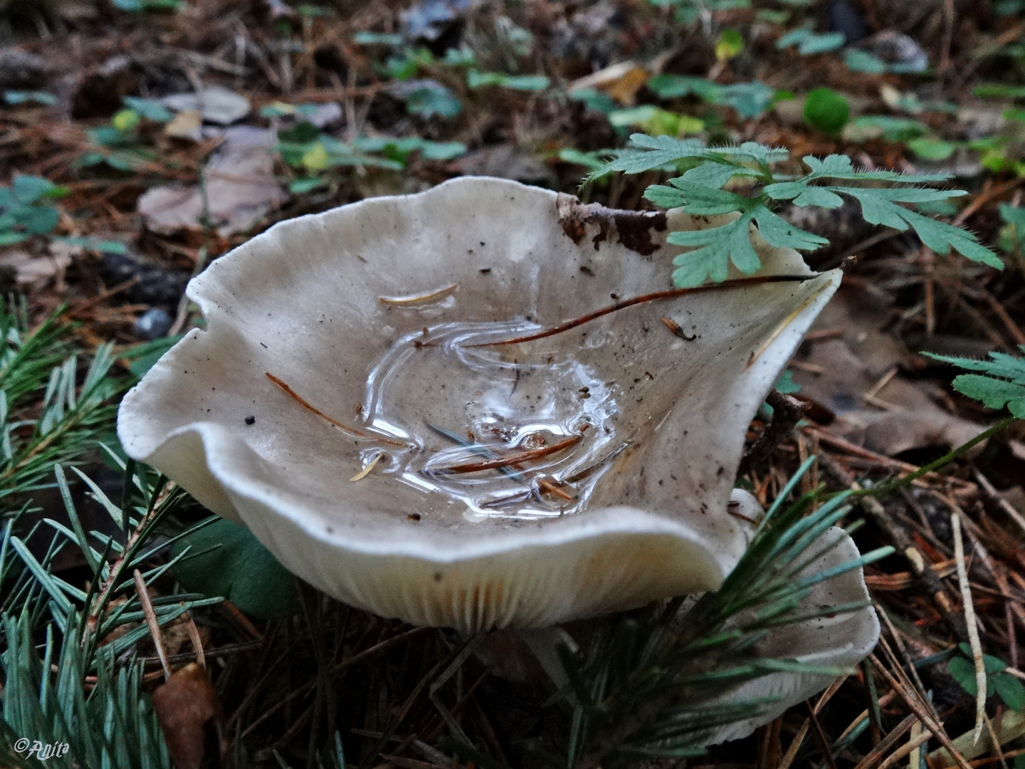 natürliche Wassertränke