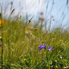 Natürliche Wiese