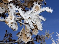 Natürliche Winter-Stacheln