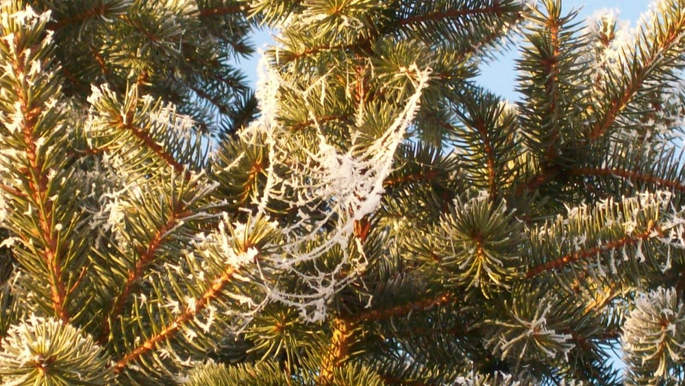 Natürlicher Baumschmuck