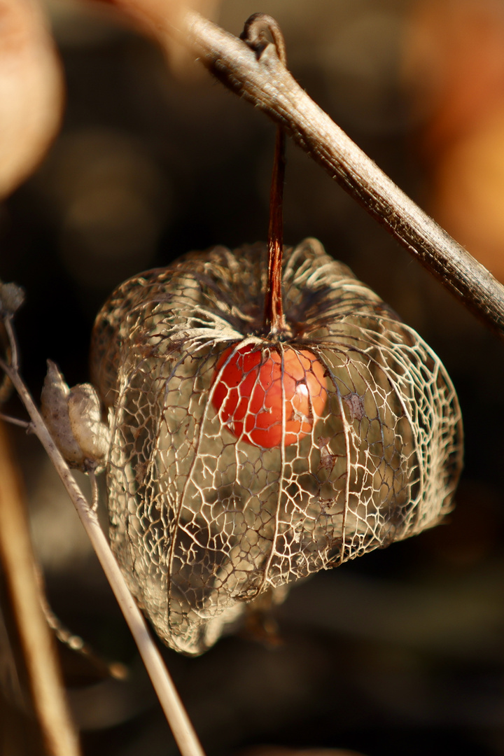 Natürlicher Christbaumschmuck 2