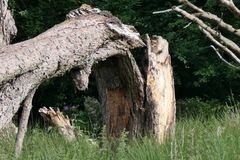Natürlicher Durchblick
