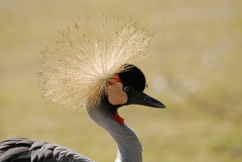 Natürlicher Kopfschmuck