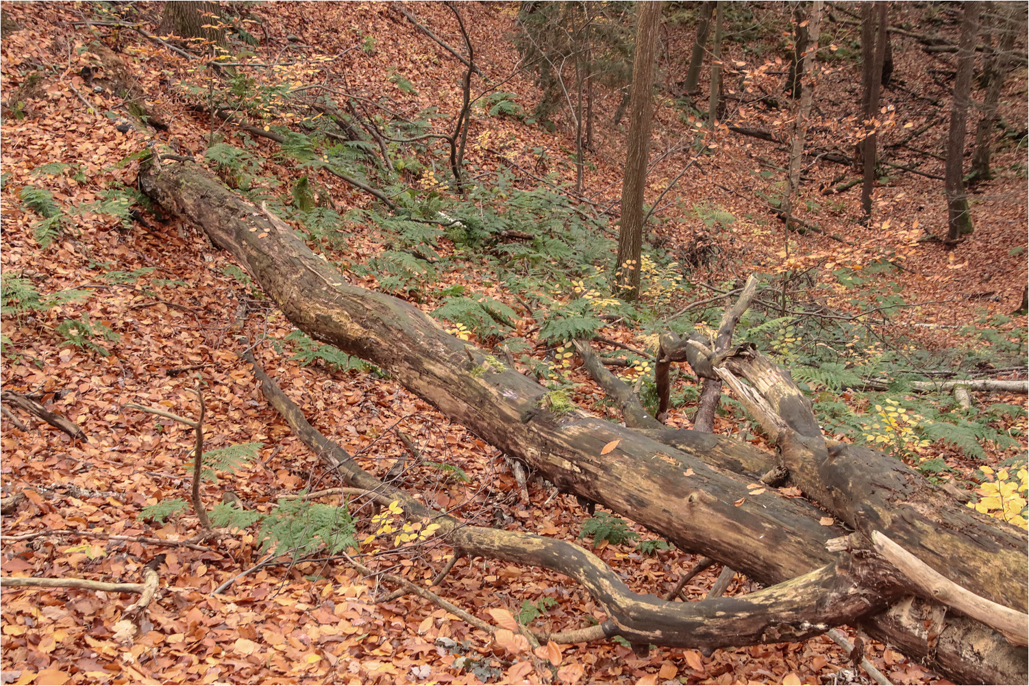 Natürlicher Kreislauf