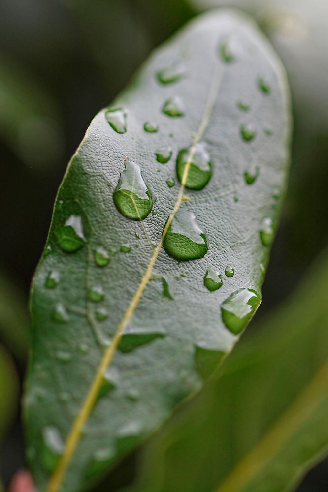 Natürlicher Lupeneffekt durch Wassertropfen auf Lorbeerblättern