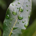 Natürlicher Lupeneffekt durch Wassertropfen auf Lorbeerblättern