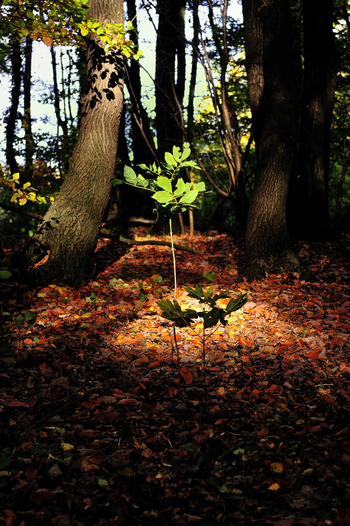 natürlicher Scheinwerfer im Wald