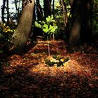 natürlicher Scheinwerfer im Wald