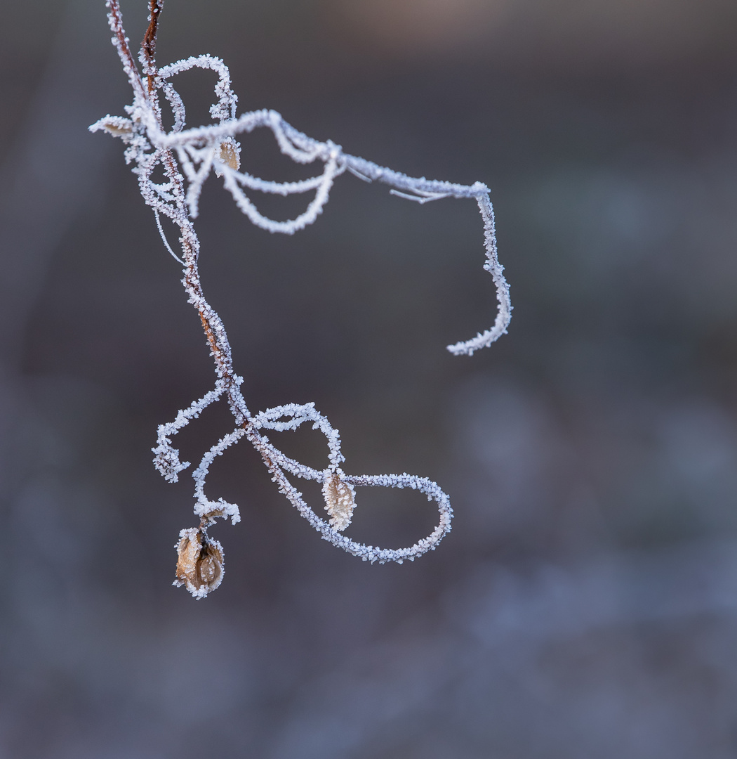 Natürlicher "Schmuck"