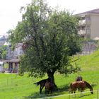 Natürlicher Sonnenschirm ...