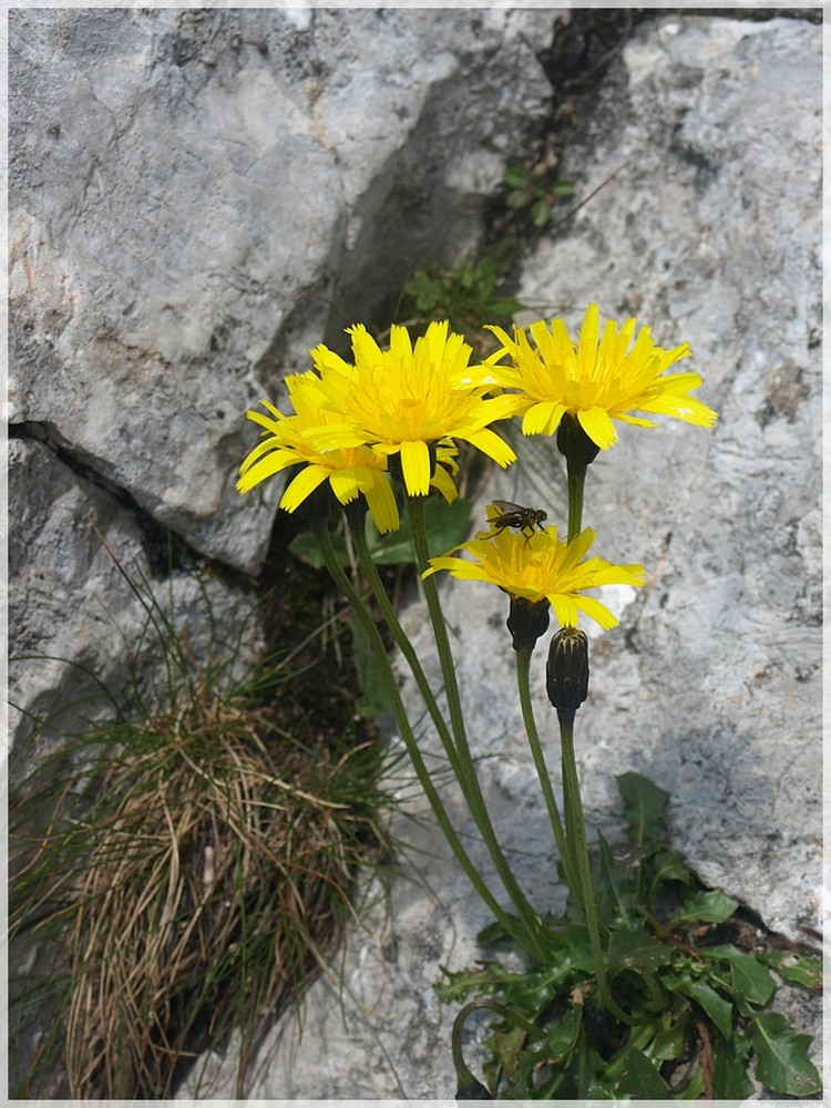 Natürlicher Sonnenschirm