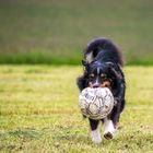 natürlicher Spieltrieb