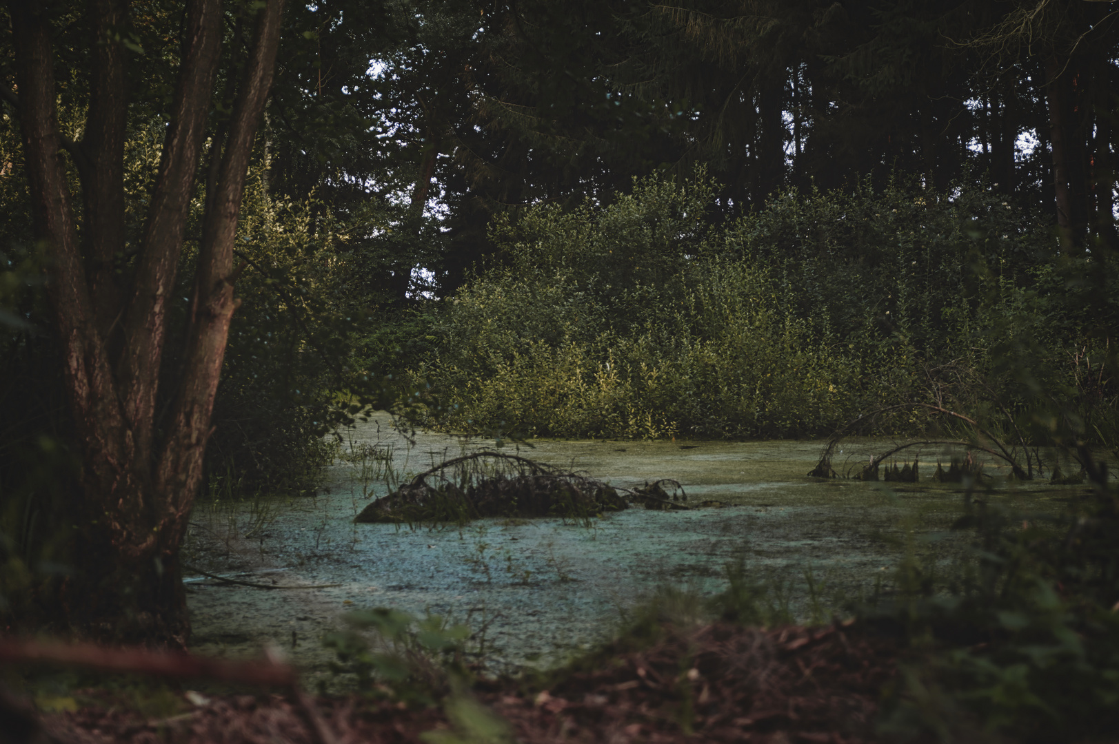 natürlicher Tümpel im spooky wald