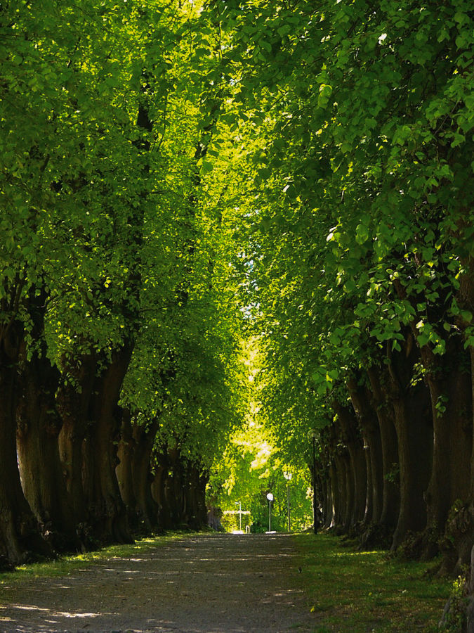 Natürlicher Tunnel