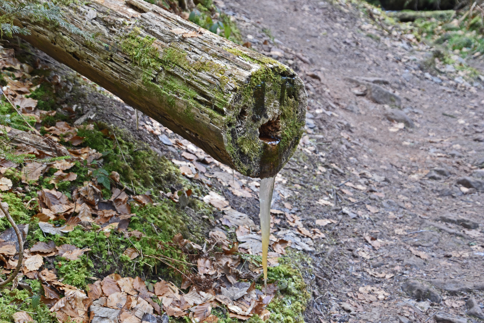 natürlicher Verfall