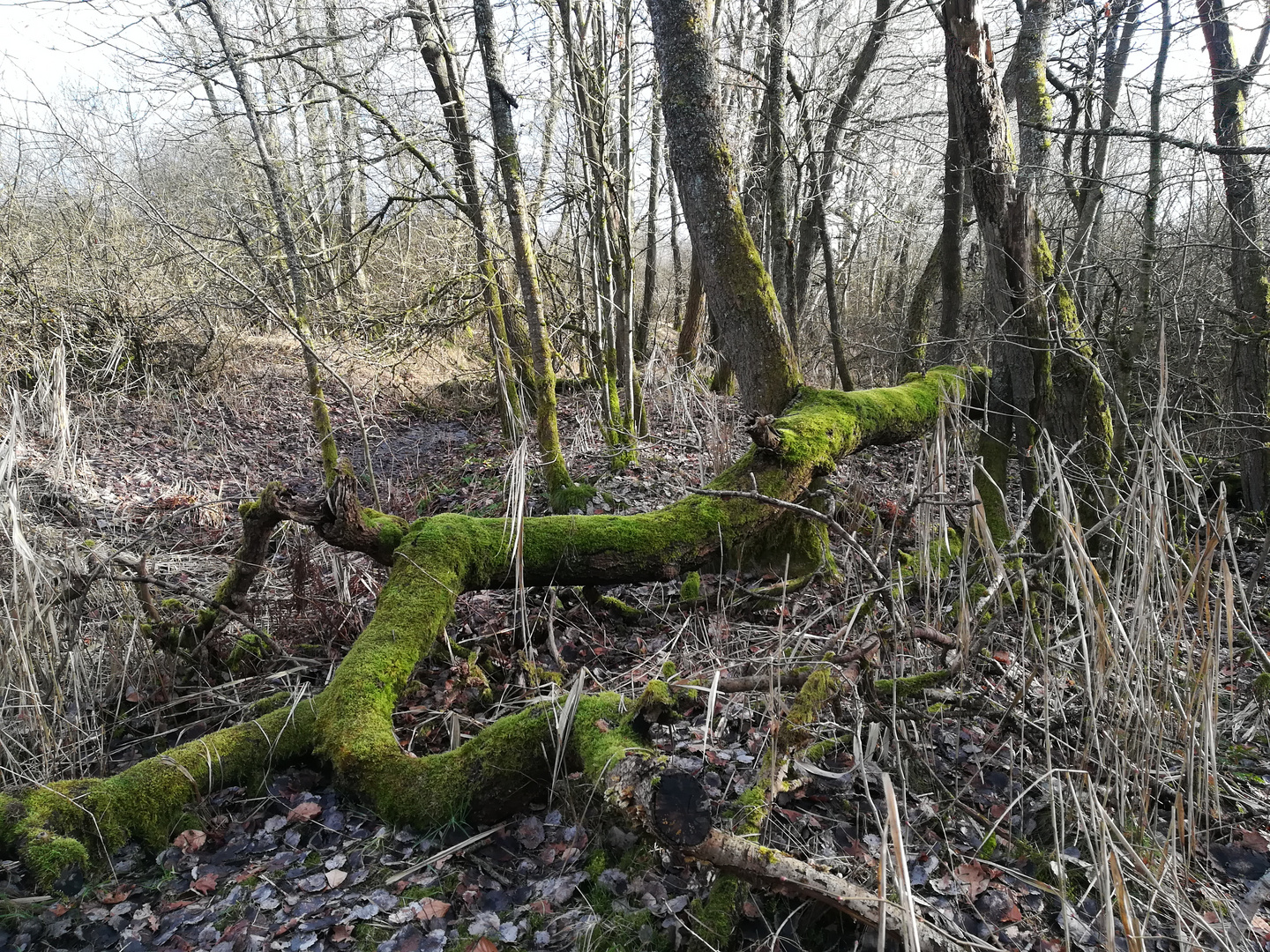 Natürlicher Wald