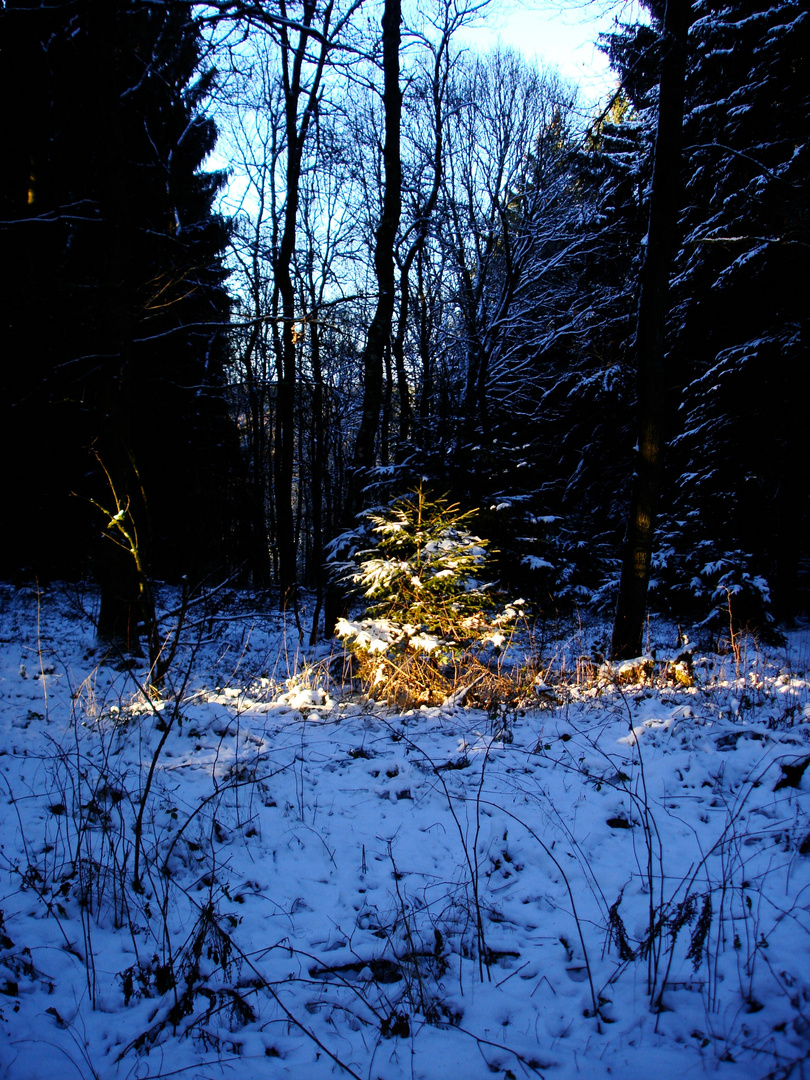 Natürlicher Weihnachtsbaum