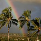 Natürlicher Weihnachtsschmuck im Dez.07 auf Hawai'i