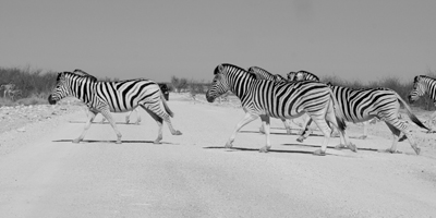 Natürlich(er) Zebrastreifen von fotolulu 