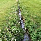 Natürlicher Zufluss im Schatten seiner Uferpflanzen