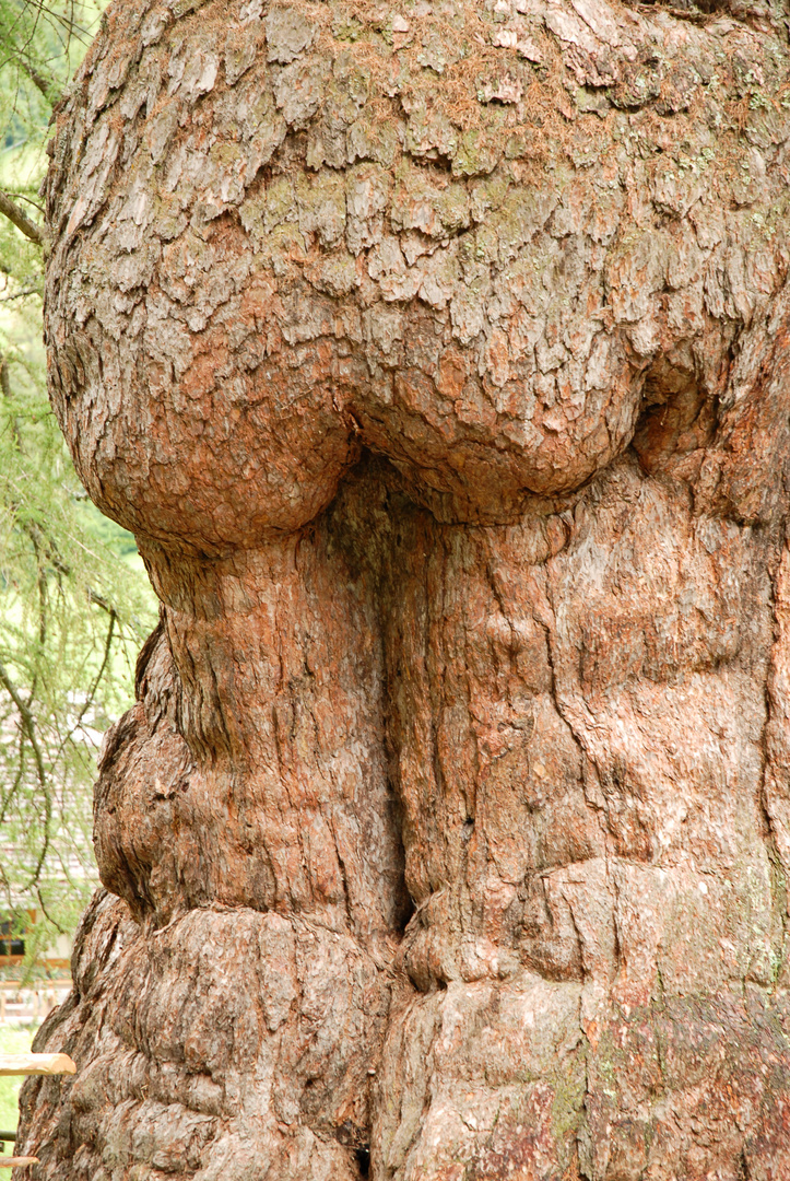 Natürliches Baumgebilde