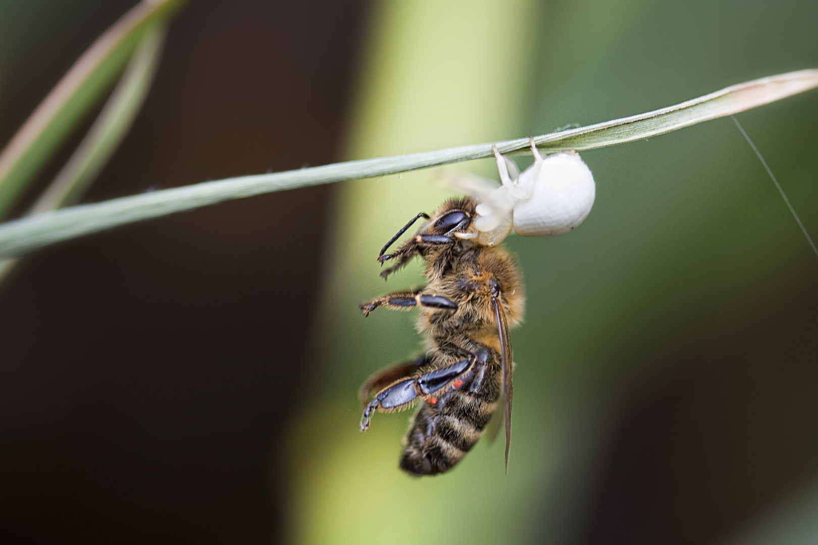 natürliches Bienensterben