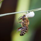 natürliches Bienensterben