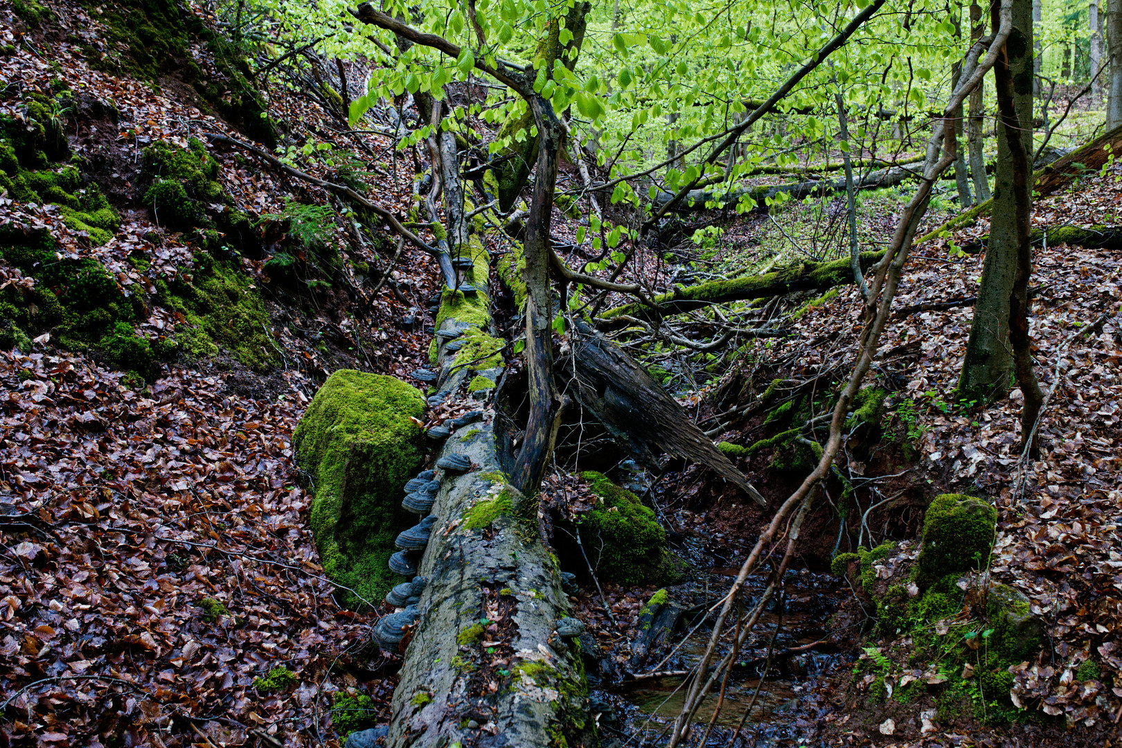 Natürliches Chaos am Waldbach