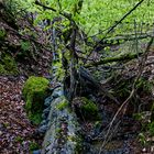 Natürliches Chaos am Waldbach