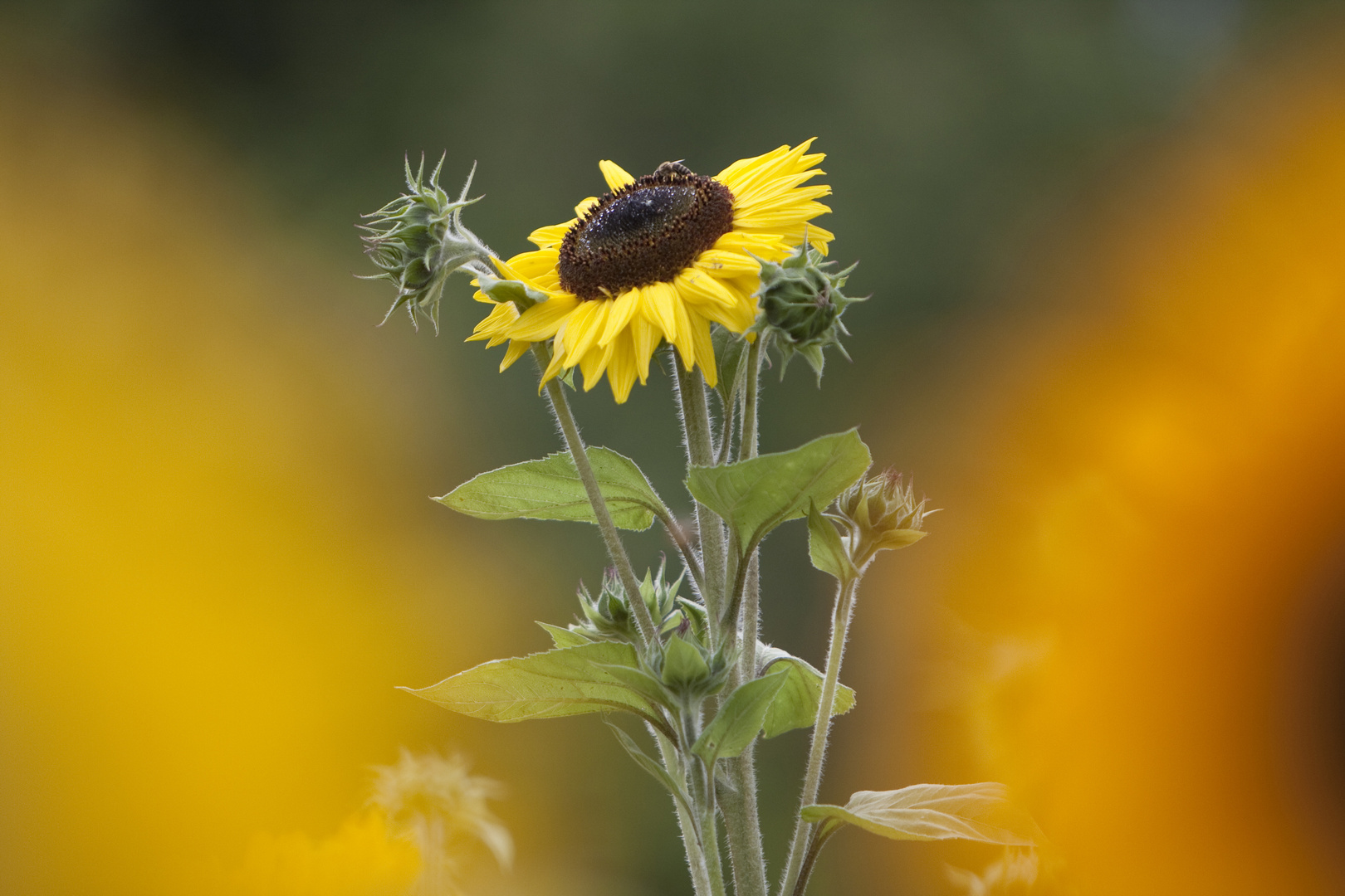 Natürliches der Natur