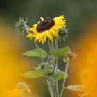 Natürliches der Natur