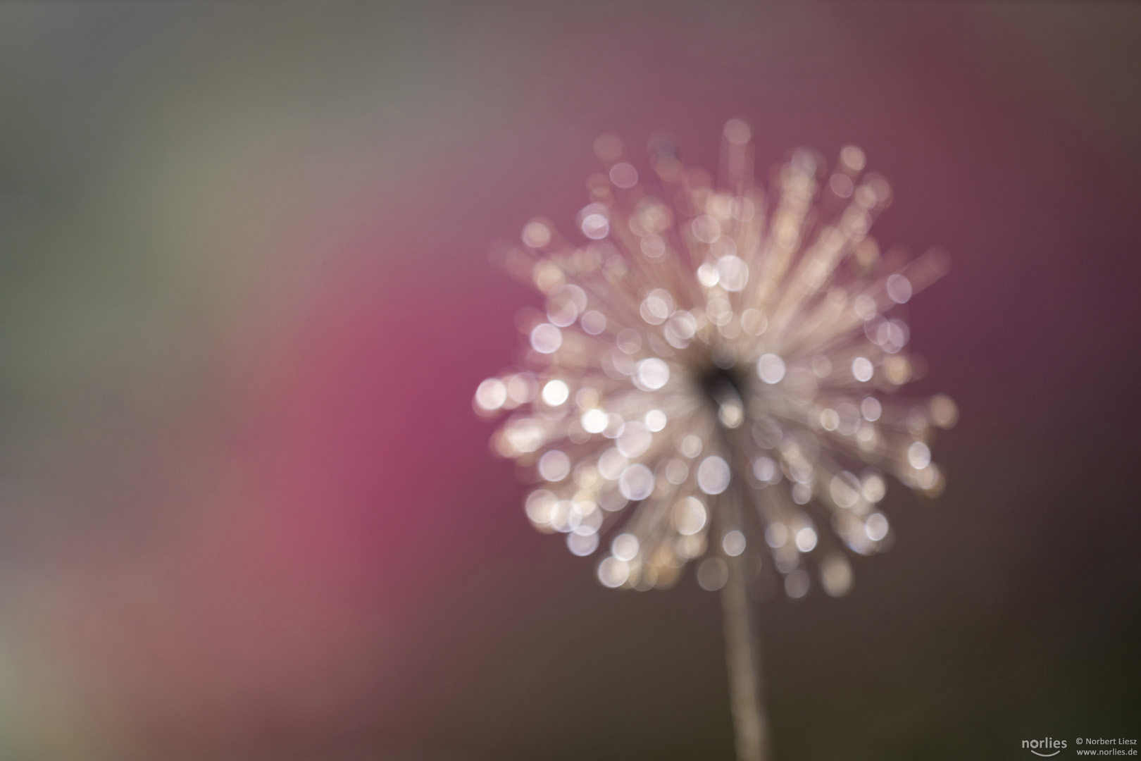 Natürliches Feuerwerk