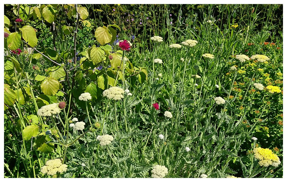 natürliches Gartenbeet Eingang Kantonsspital